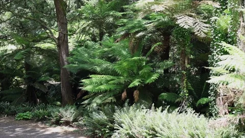 Fern and tree Video stock 229695635