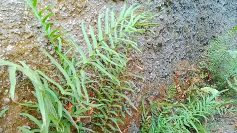 Fern and wall concrete Stock Footage 290918645