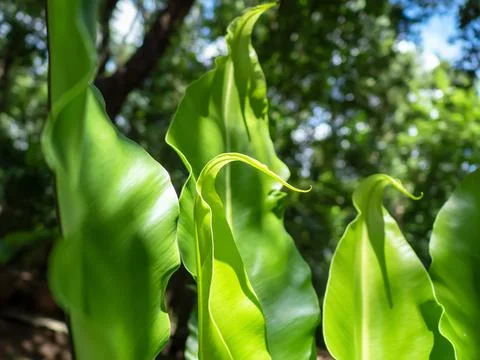 Fern asplenium nidus leafs close up, macro shot of tropical 写真素材