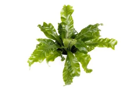 Fern Asplenium nidus Stock Photos