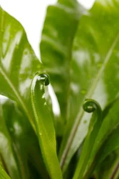 Fern Asplenium nidus Stock-Fotos
