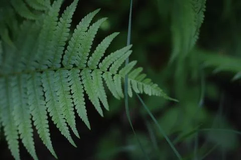 Fern background 1 Stock Photos