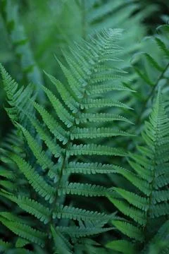 Fern background 2 Stock Photos