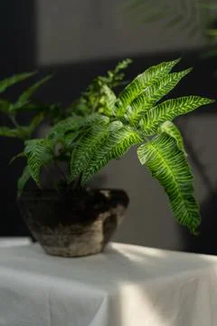 Fern on the background of a black wall Stock Photos