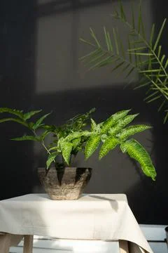 Fern on the background of a black wall Stock Photos