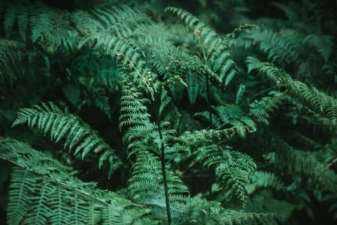 Fern background foliage. Stock Photos