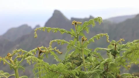 Fern on a background of mountains Stock Footage 108262451