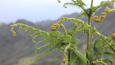 Fern on a background of mountains Stock Footage 108262459