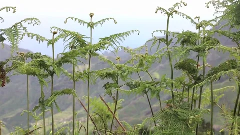 Fern on a background of mountains. Video stock 108262464