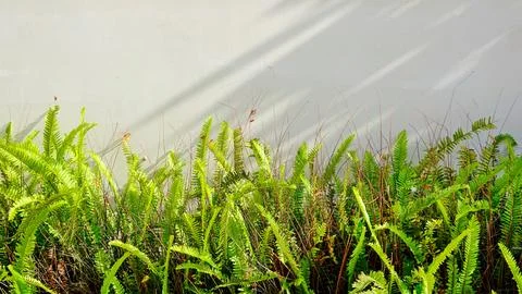 Fern Background or Backdrop. Web Banner. Photo of green fern petals. Stock Photos