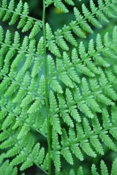 Fern background Stock-Fotos
