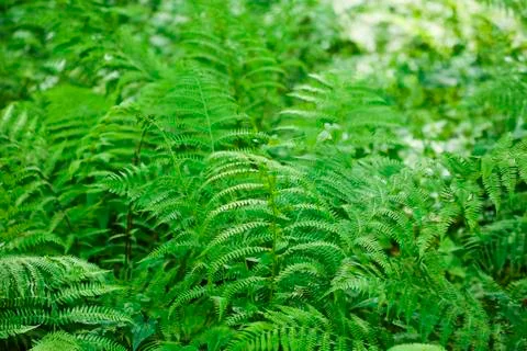 Fern background Stock Photos