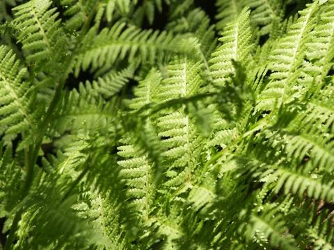Fern Background Stock Photos