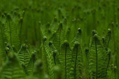 Fern background Stock Photos