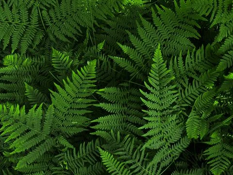 Fern background Stock Photos