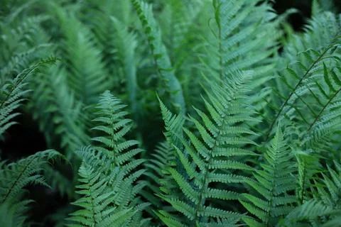 Fern background Stock Photos
