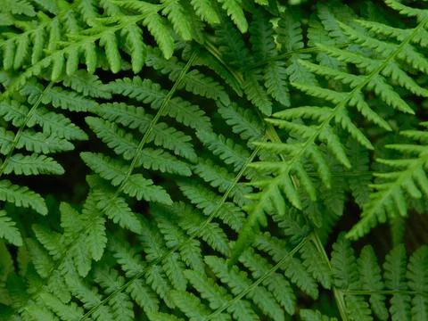 Fern background Stock Photos