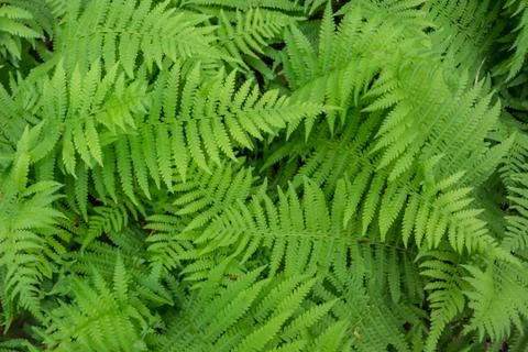 Fern background in summer 库存照片
