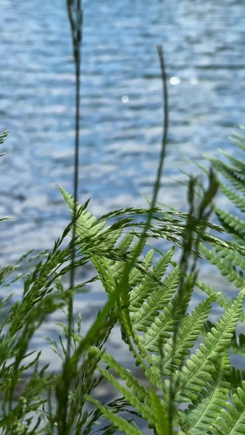 Fern on a background of water Stockbeeldmateriaal 279398026