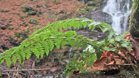Fern on the background of a waterfall Stock Footage 45423393