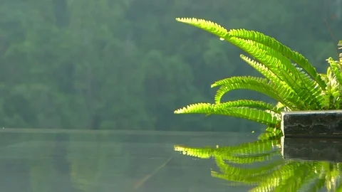 Fern in Bali Jungle Stock Footage 73220785