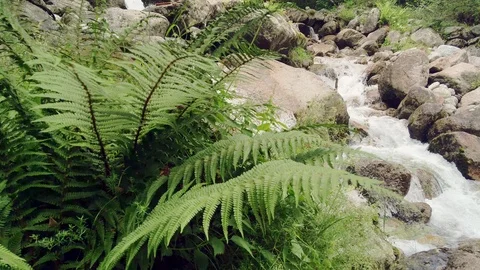 Fern on the banks of a river Stock Footage 119018698