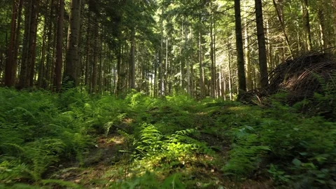 Fern in beautiful forest landscape Vídeos de archivo 140614528