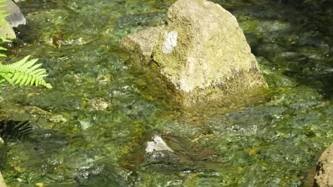 Fern Beside Clear Stream Water Rippling Over Rocks Stock Footage 341947591