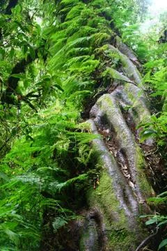 Fern on big tree in forest Foto stock