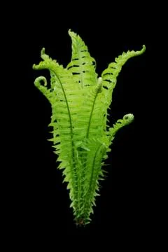 Fern on a black background Foto stock