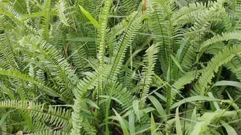 Fern blowing Stock Footage 9864974