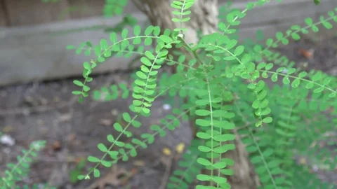 Fern blowing in the wind focusing while moving Stock Footage 75729569