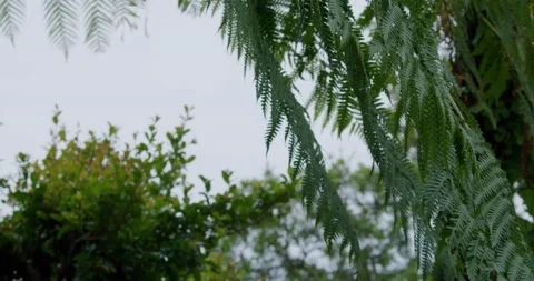 Fern Blowing in Wind Stock Footage 164908363
