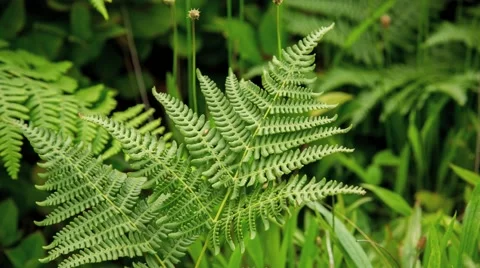 Fern blowing in wind with short depth of field Stock Footage 40521042