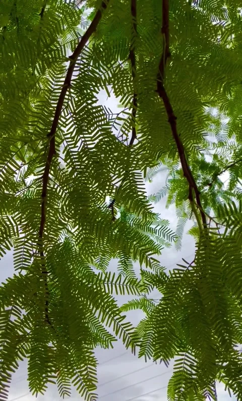 The Fern Blows 库存影片 247232430