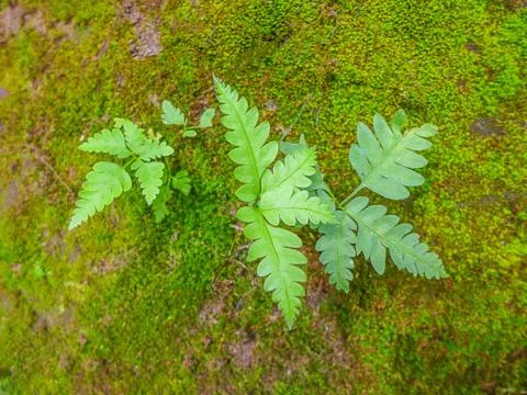 Fern on blurred the moss background Stock Photos