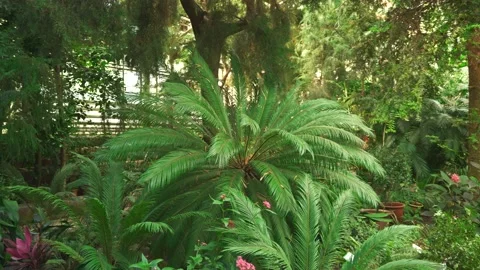 Fern in the botanical garden. Stock Footage 138487328