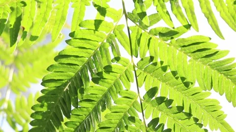 Fern bottom view, close-up. Bright green fern leaves Stock Footage 243842849