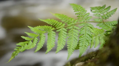 Fern (bracken) growing by river 動画素材 31230185