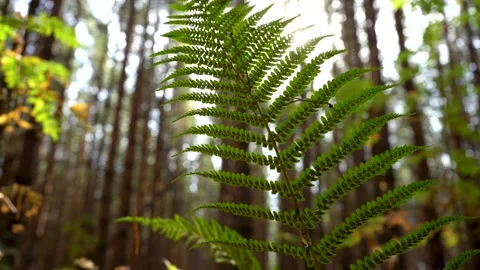 Fern branch with camera movement, close-up. Backlight sunlight. Selective focus Video stock 139125102