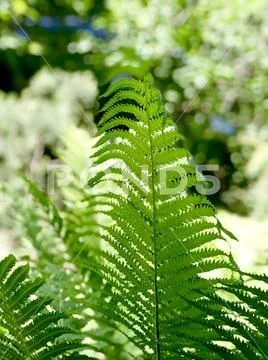 Fern branch, close up Stock Photos