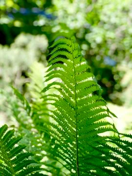 Fern branch, close up Stock-Fotos