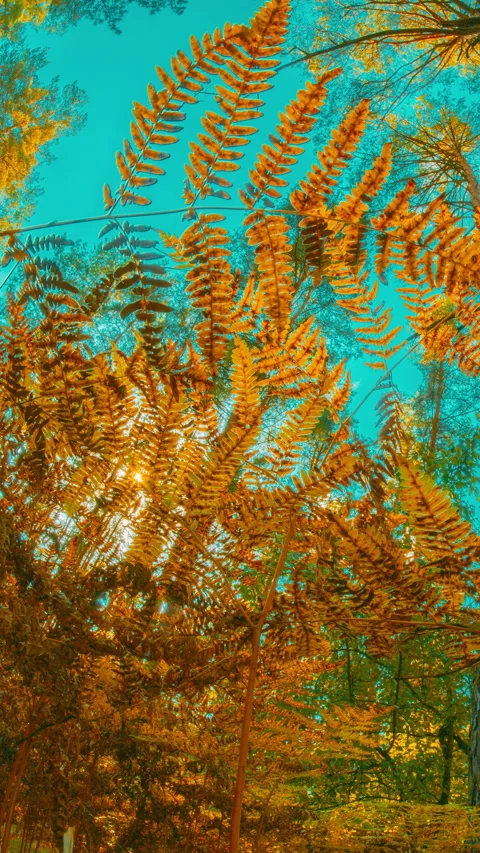 Fern Branch On Fall Autumn Mood Timelapse Background. Sunlight Sunrays Stock Footage 341388338