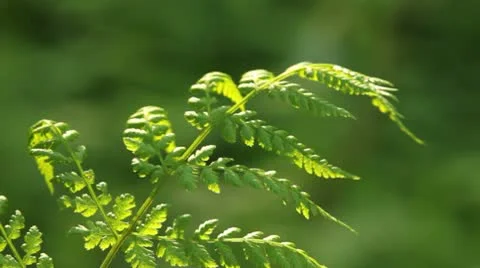 Fern branch in a forest Stock Footage 10579959