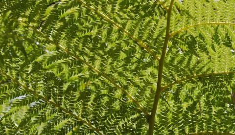 Fern branch horizontal Stock Photos