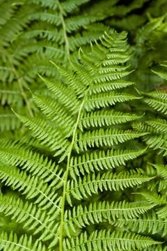 Fern branch Stock Photos