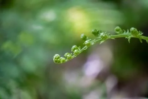 Fern branch Stockfoto's
