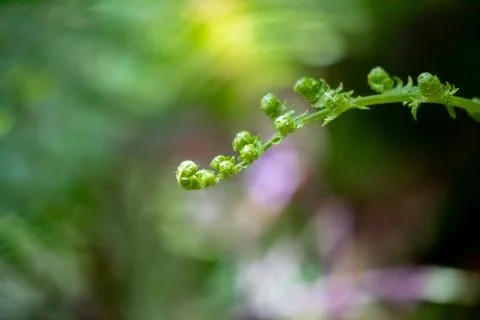 Fern branch Stock Photos