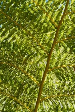 Fern branch vertical Stock Photos