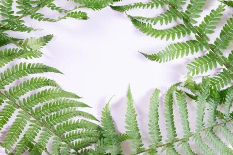 Fern branches laid a frame on a gray wall Stock Photos